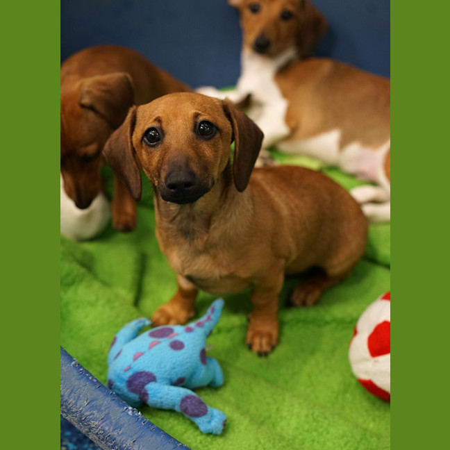 Photo of Oliver