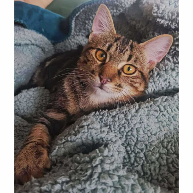 Photo of 11820   Mojito