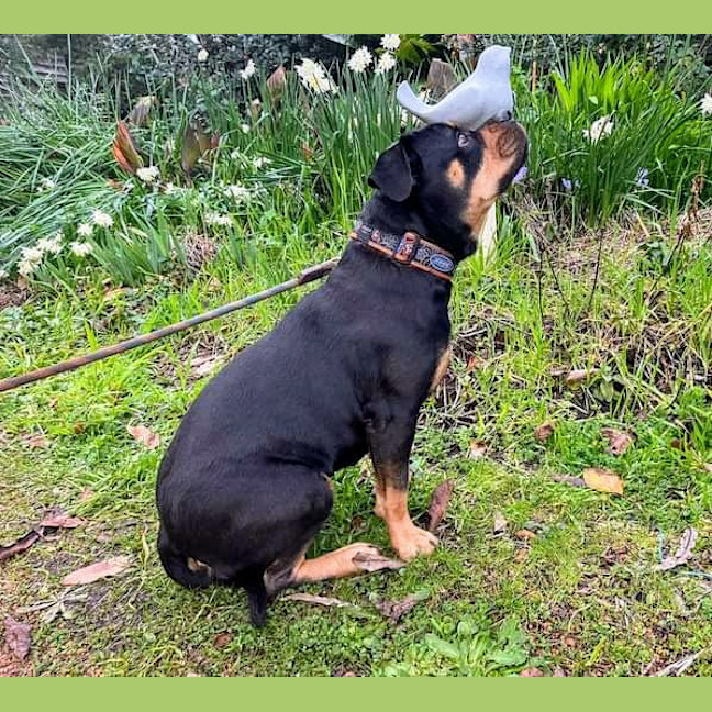 Photo of Marshmallow