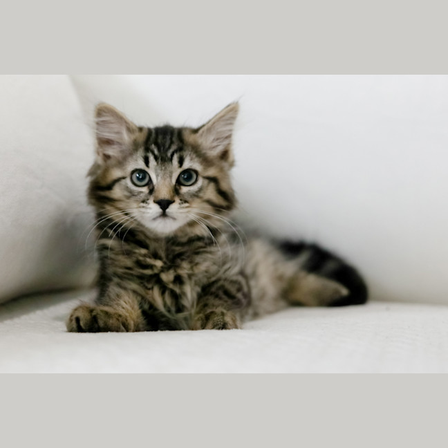 Photo of Gale