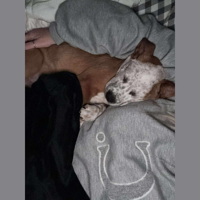 Photo of Buddy