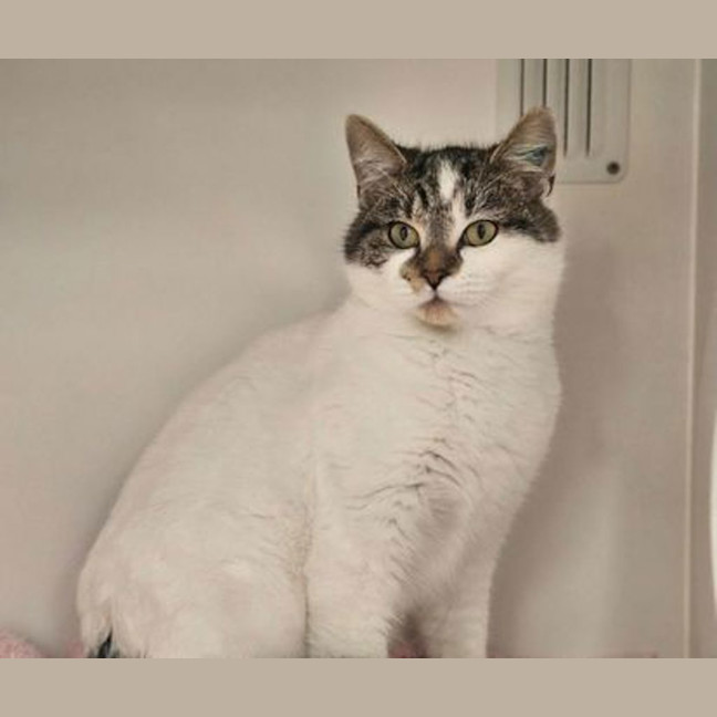 Photo of Merry