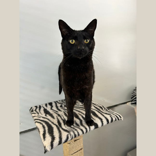 Photo of Cat Boy