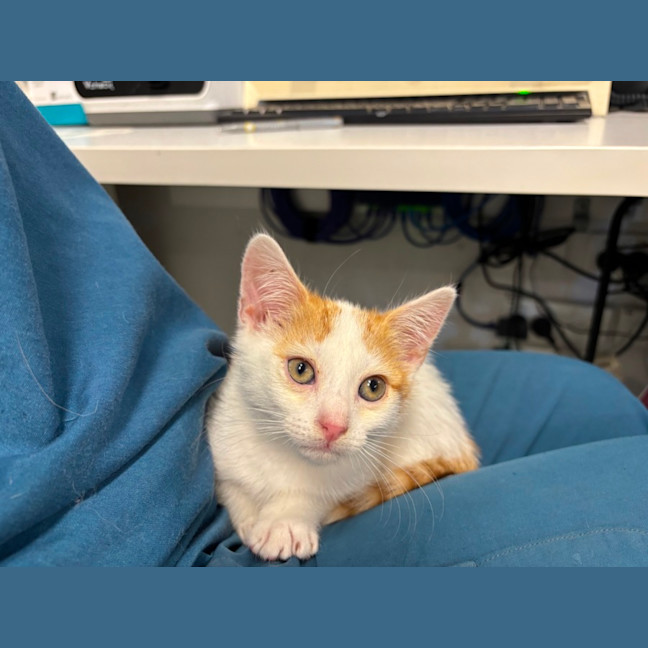 Photo of Persimmon