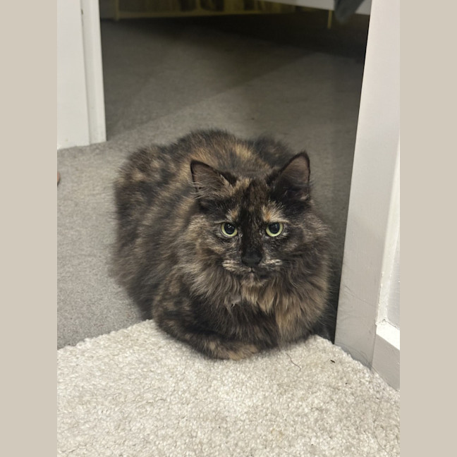 Photo of Ophelia
