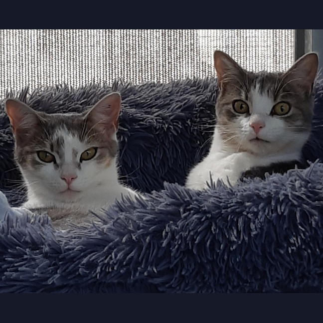 Photo of Pilchard And Sardine