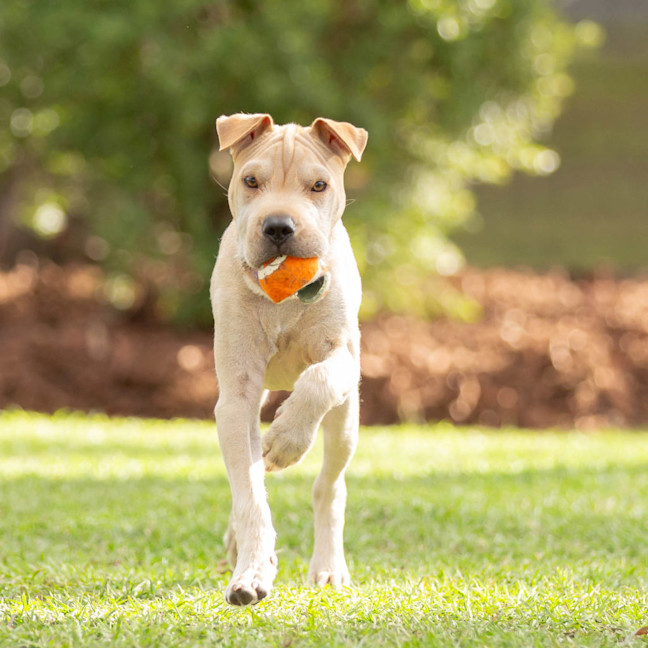 Photo of Lucky