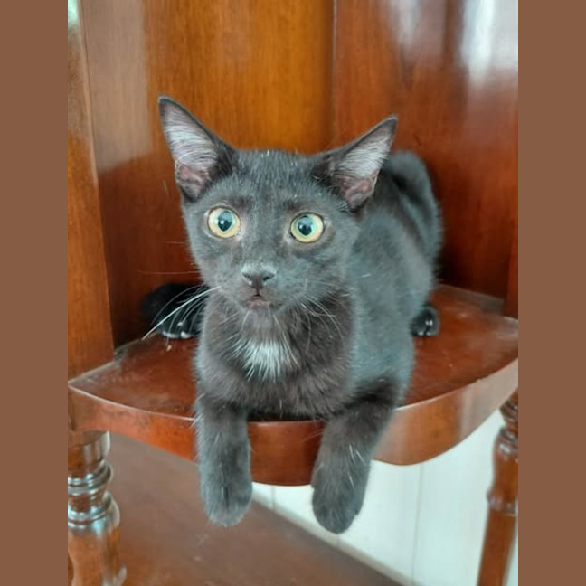 Photo of Nix