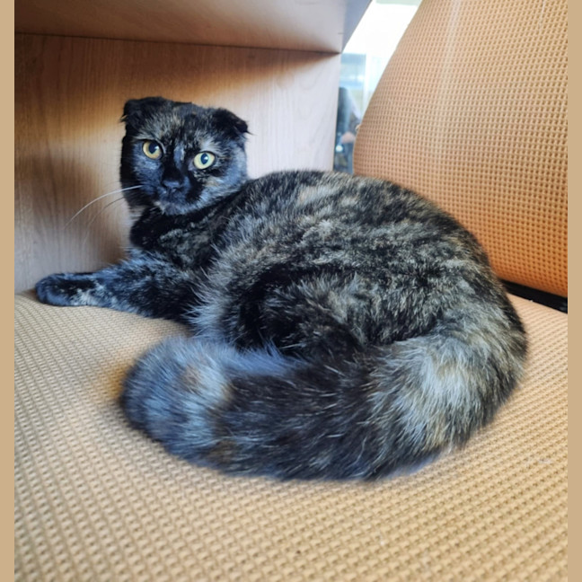 Photo of 🍹Paloma🍹