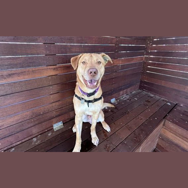Photo of Whisky