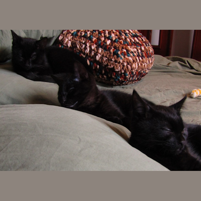 Photo of Truffle 
