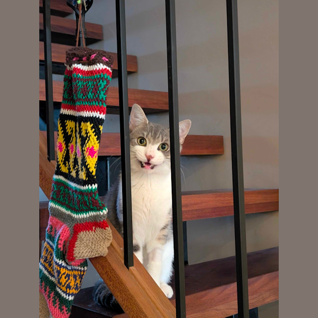 Photo of Chicken Salt