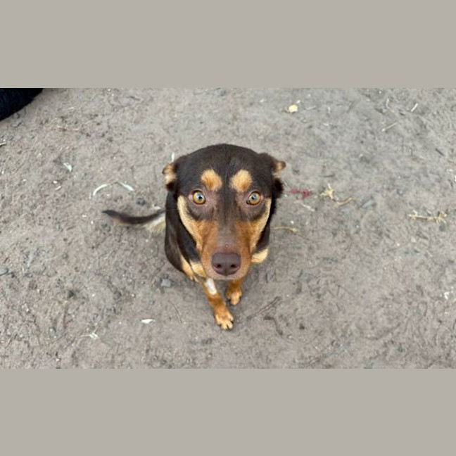 Photo of Pixie