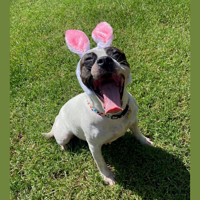 Photo of Pookie Imp 199