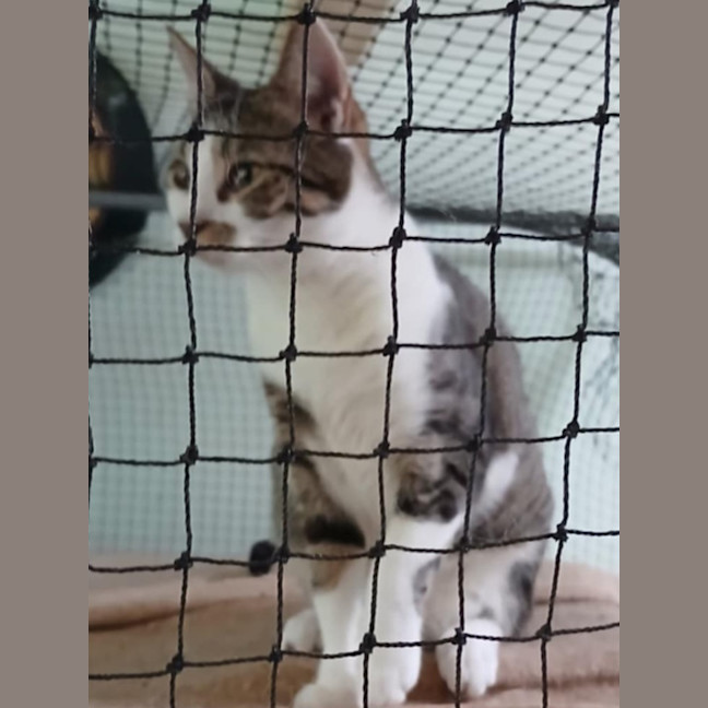 Photo of Lobo (Aka Obie)💗