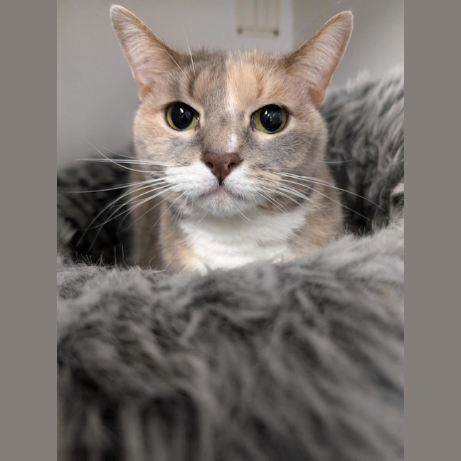 Photo of Mindy