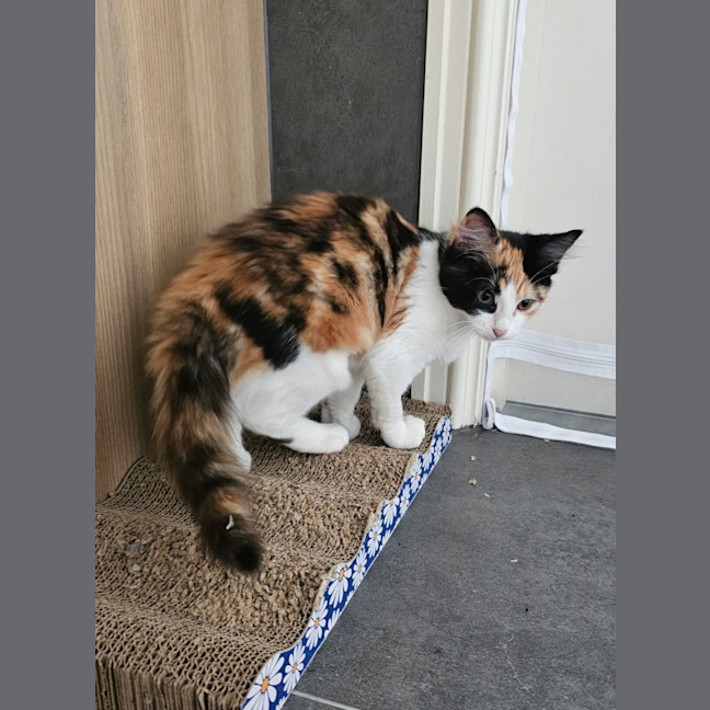 Photo of Atlas