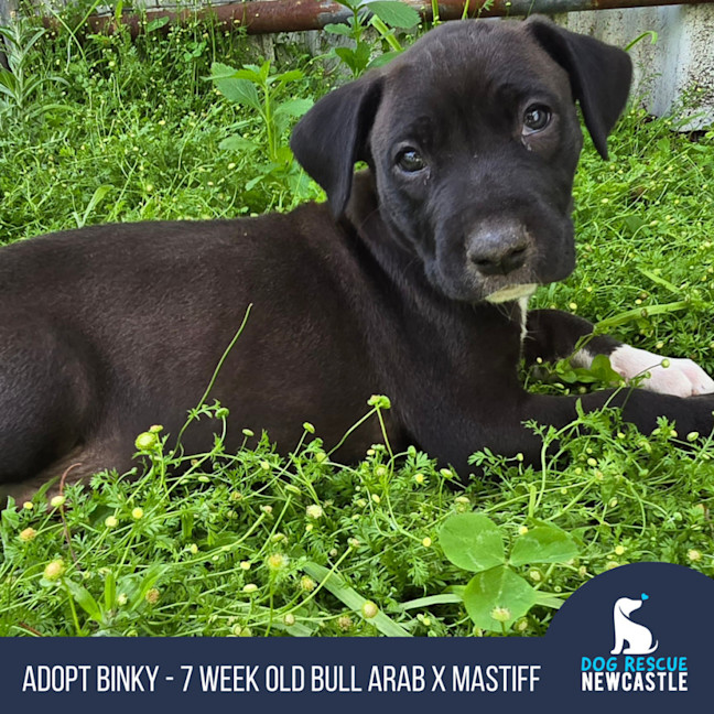 Photo of Binky   7 Week Old Bull Arab X Mastiff 