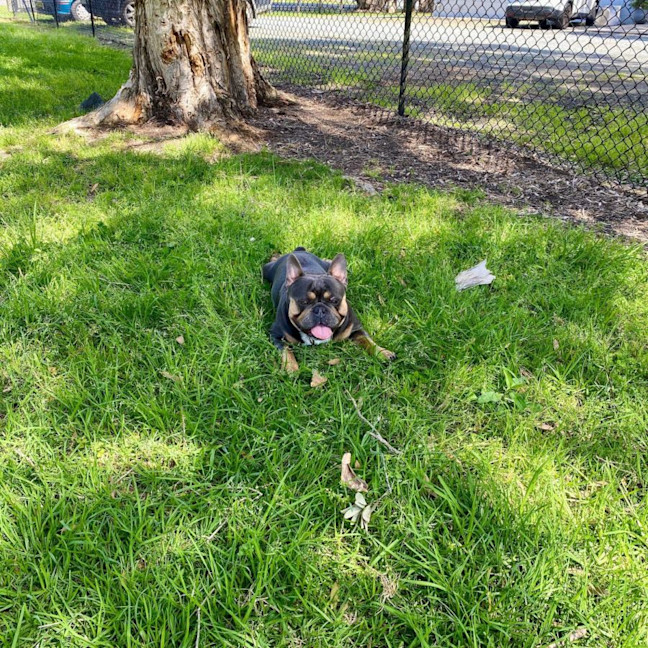 Photo of Milo