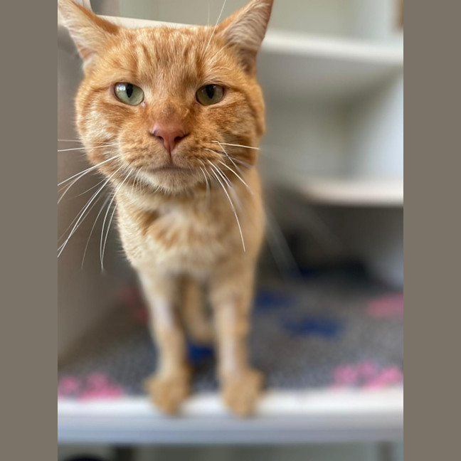 Photo of Ginge