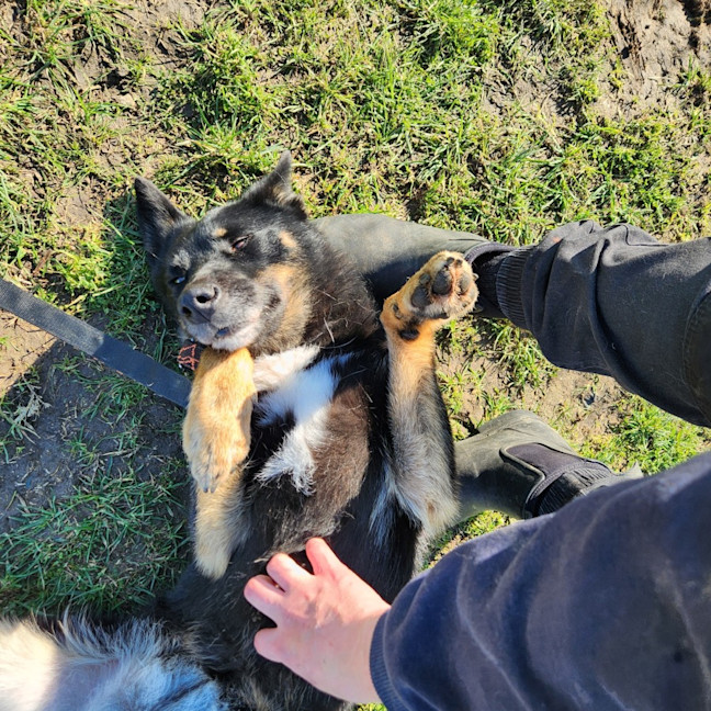 Photo of Nala (63963)