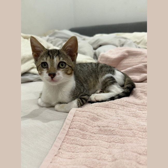 Photo of Willow