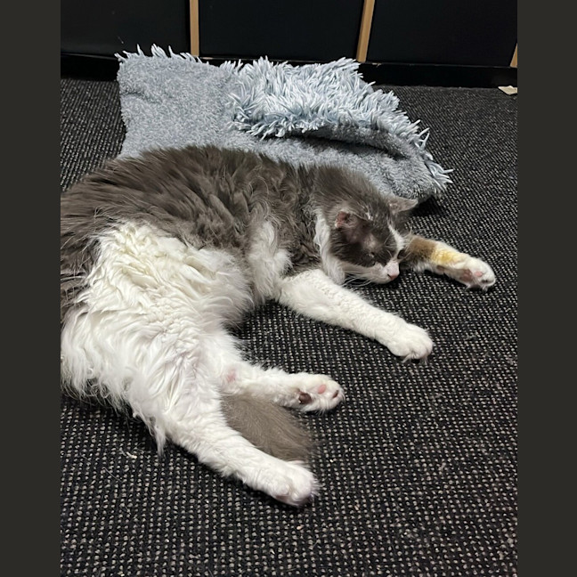 Photo of Sir Lancelot