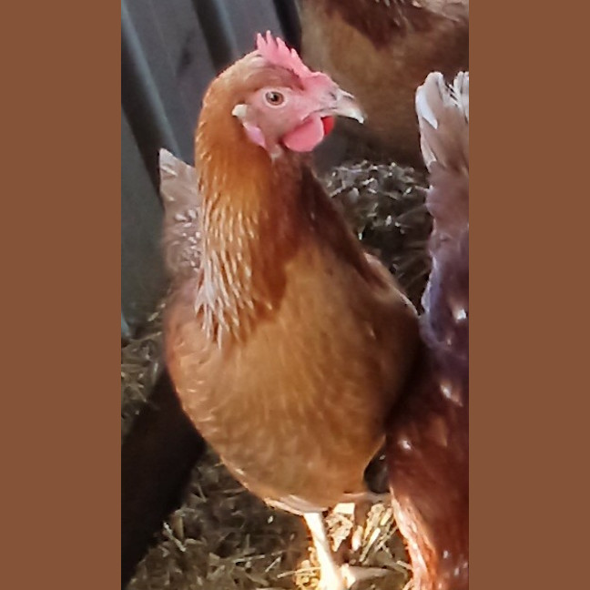 Photo of Cluckers