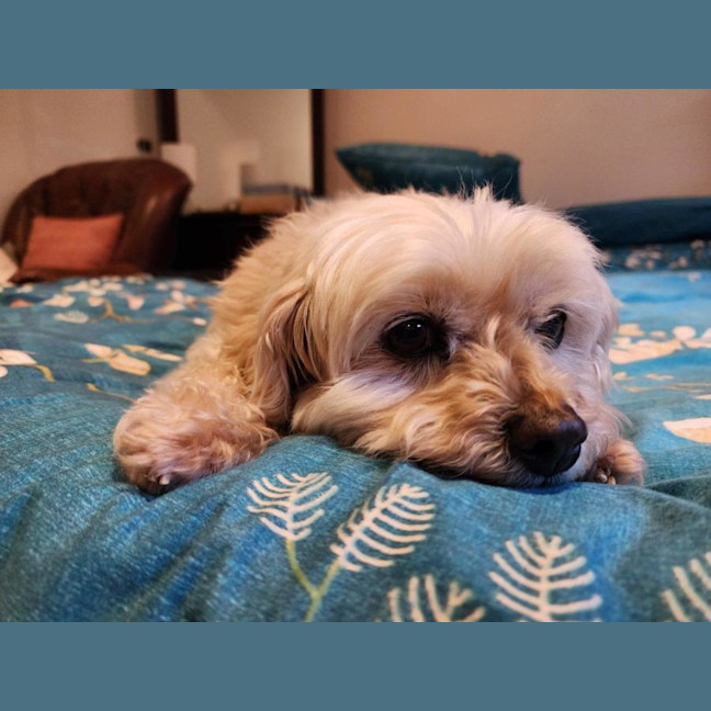 Photo of Lola Silvanus