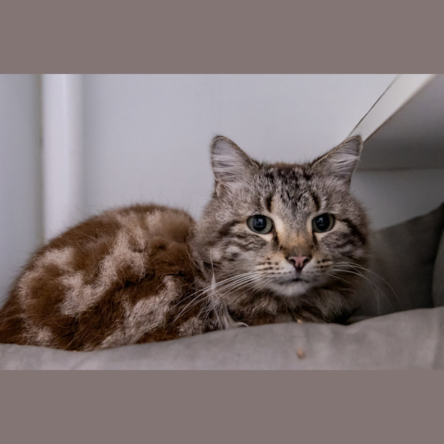 Photo of Lionheart