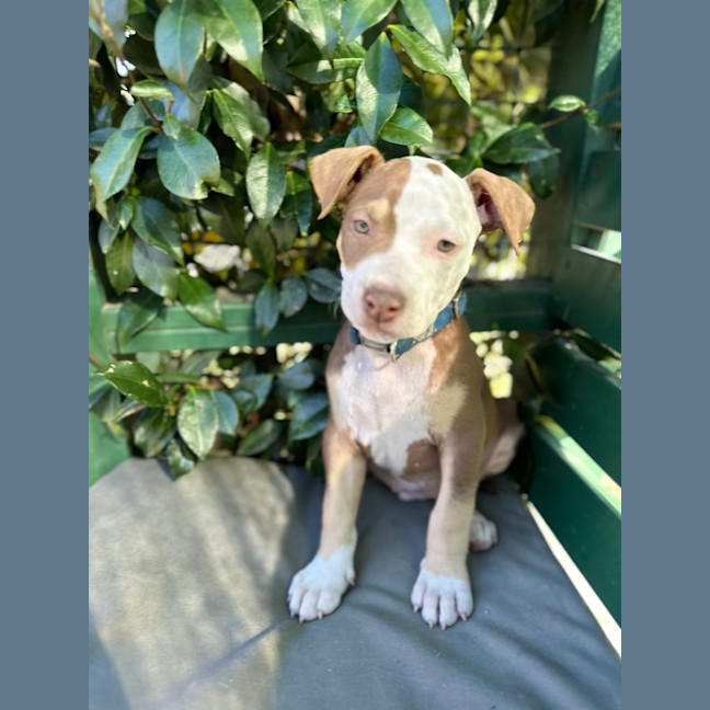 Photo of Humpfrey Bojangles