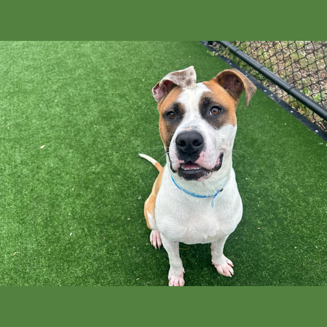 Photo of Humphrey Imp 1865