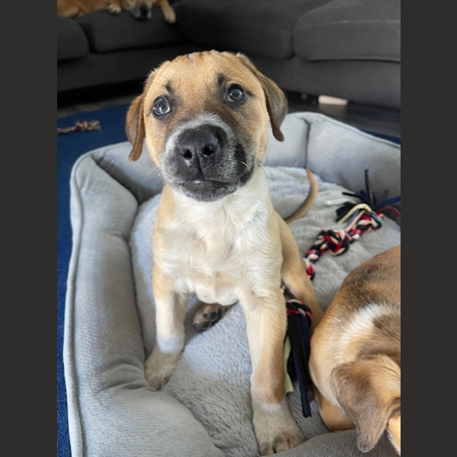 Photo of Barney   8 Week Old Mastiff X (Trial)
