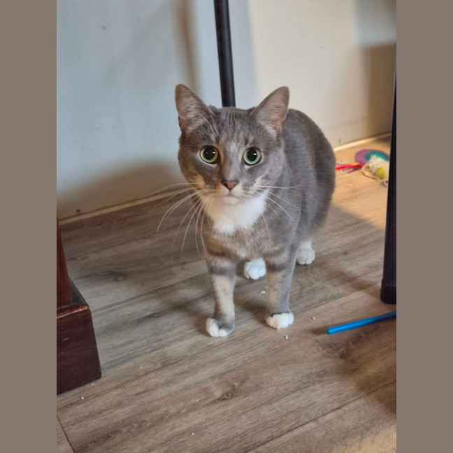 Photo of Eva **2nd Chance Cat Rescue**