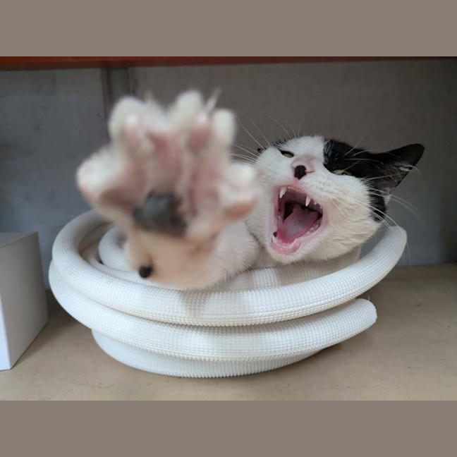 Photo of Plush**2nd Chance Cat Rescue**