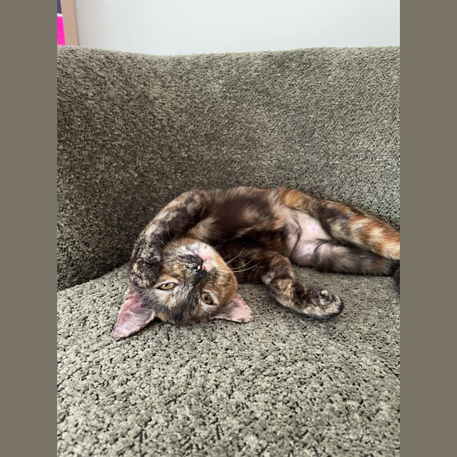 Photo of Maple   Located In Braybrook