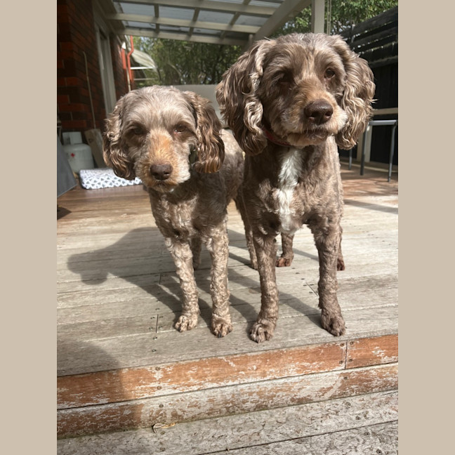 Photo of Charlie & Mei Mei