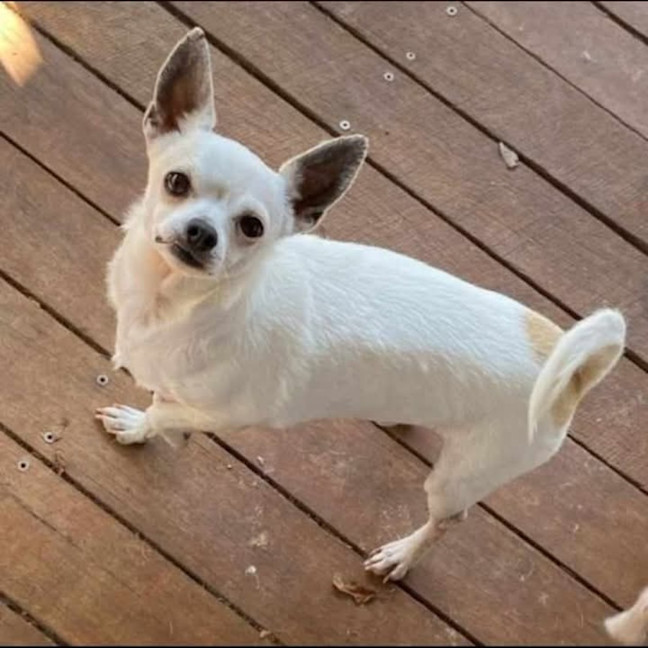 Photo of Patch & Nugget