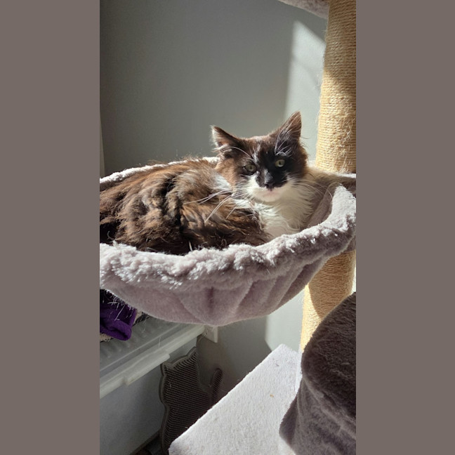 Photo of Ace