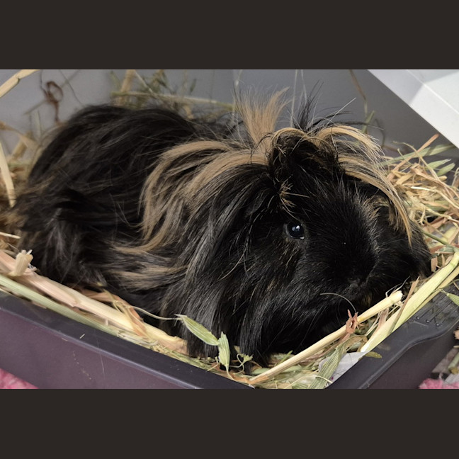 Photo of Piggy (Bonded With Pea)