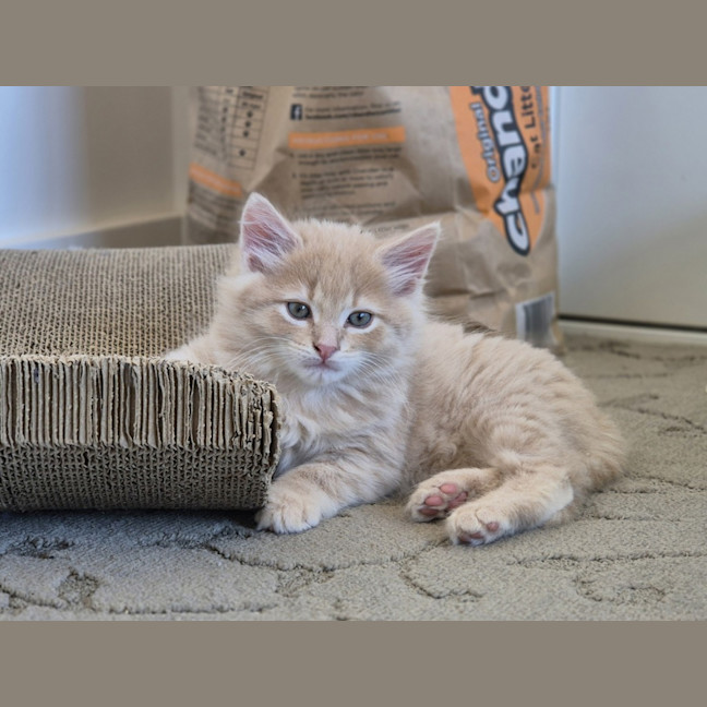 Photo of Gingie Bread