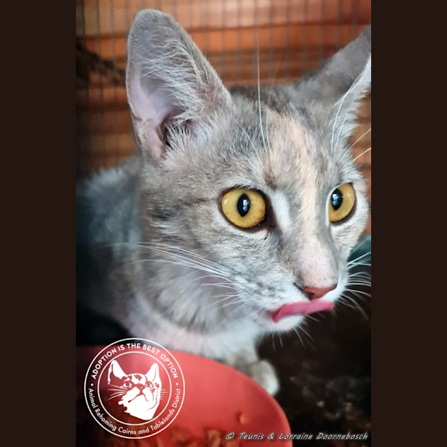 Photo of Marmie (Smokey)