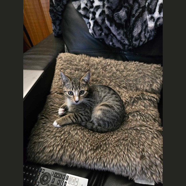 Photo of Tigerlily