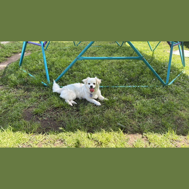 Photo of Minty   8 Month Old Maltese X