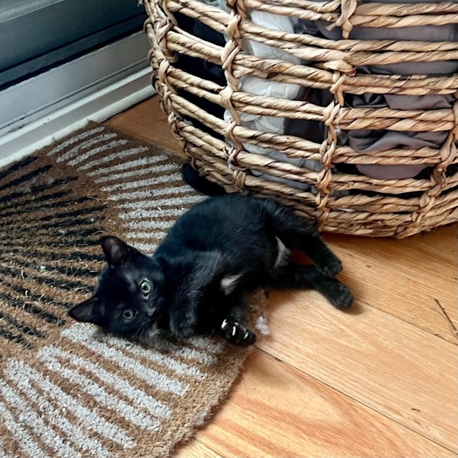 Photo of Burnt Marshmallow (Burni)