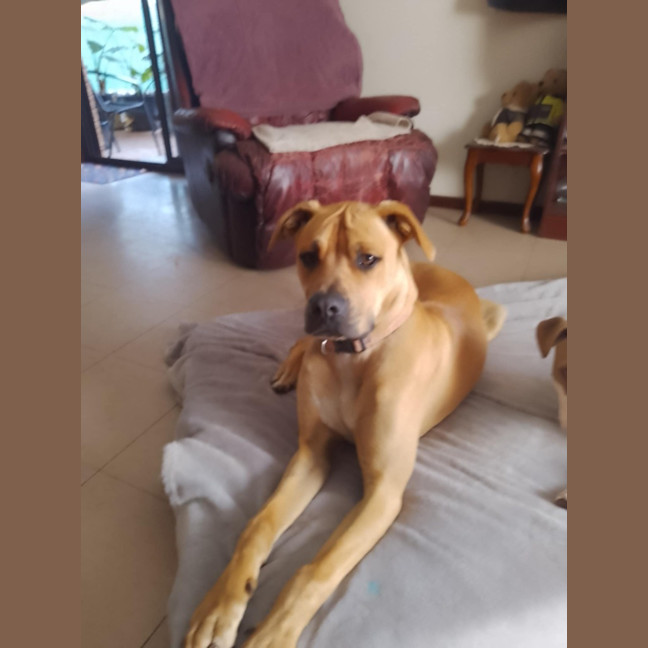 Photo of Kindle (Honey)