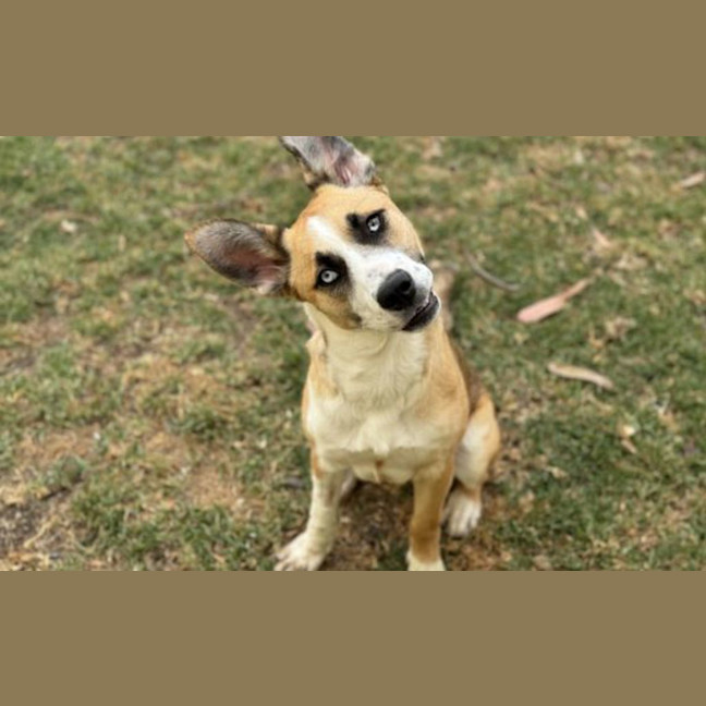 Photo of Roo