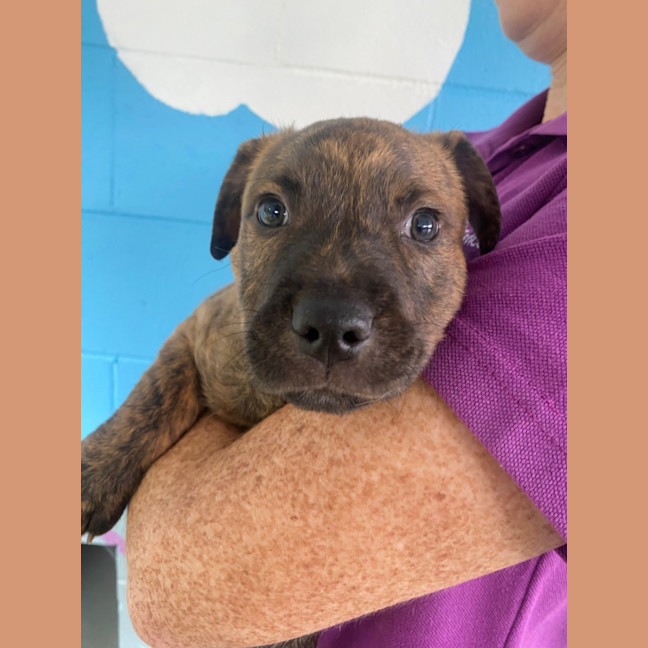 Photo of D1088 Cooper