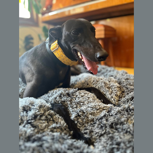 Photo of Egor, The Greyhound