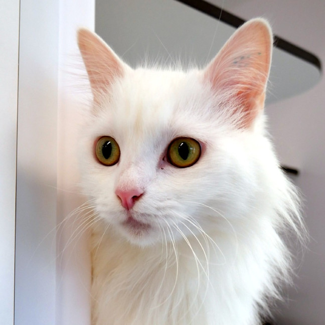 Photo of Cutie Sua014245